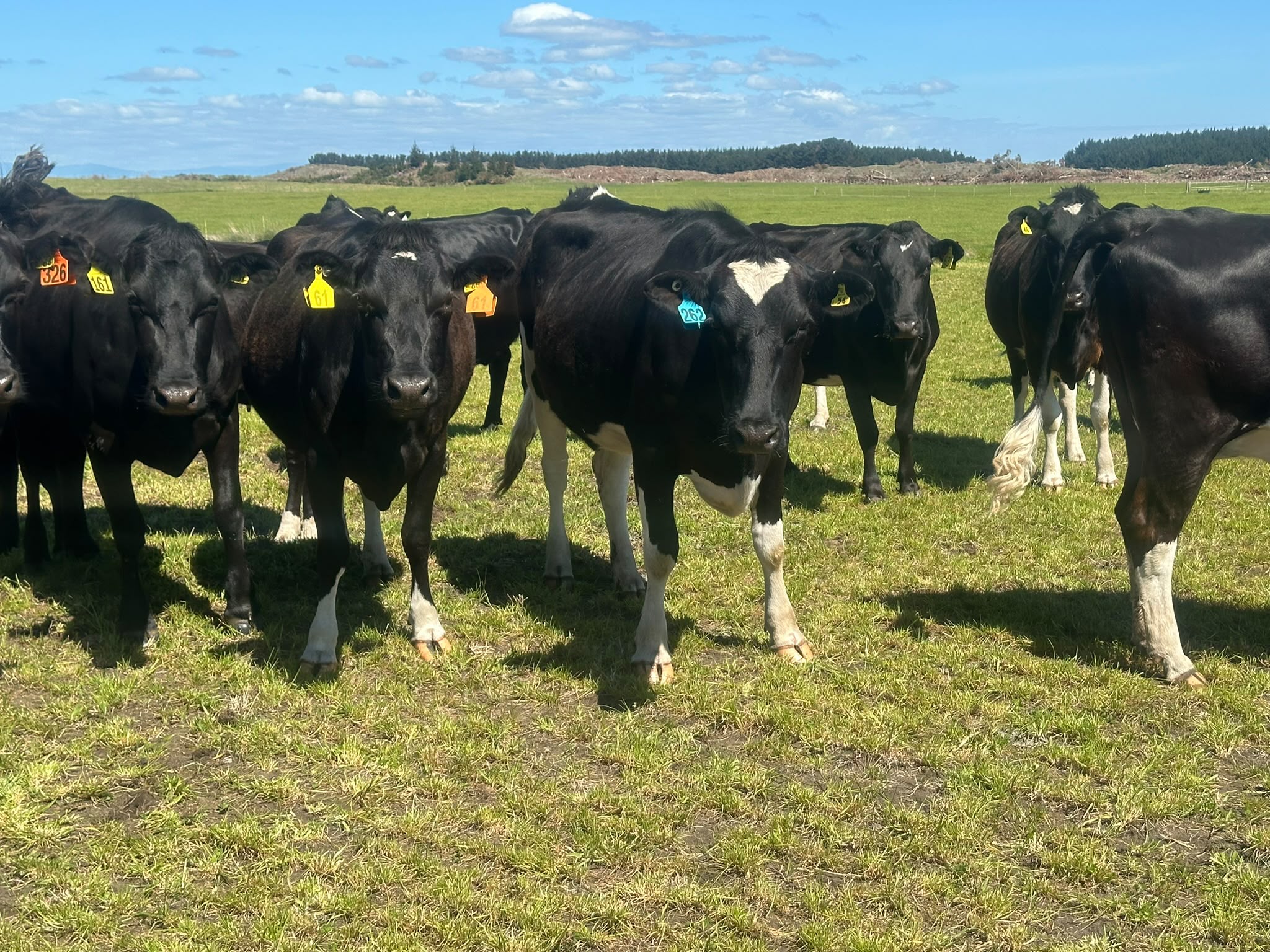 Young, Quality, Autumn Calving Cows