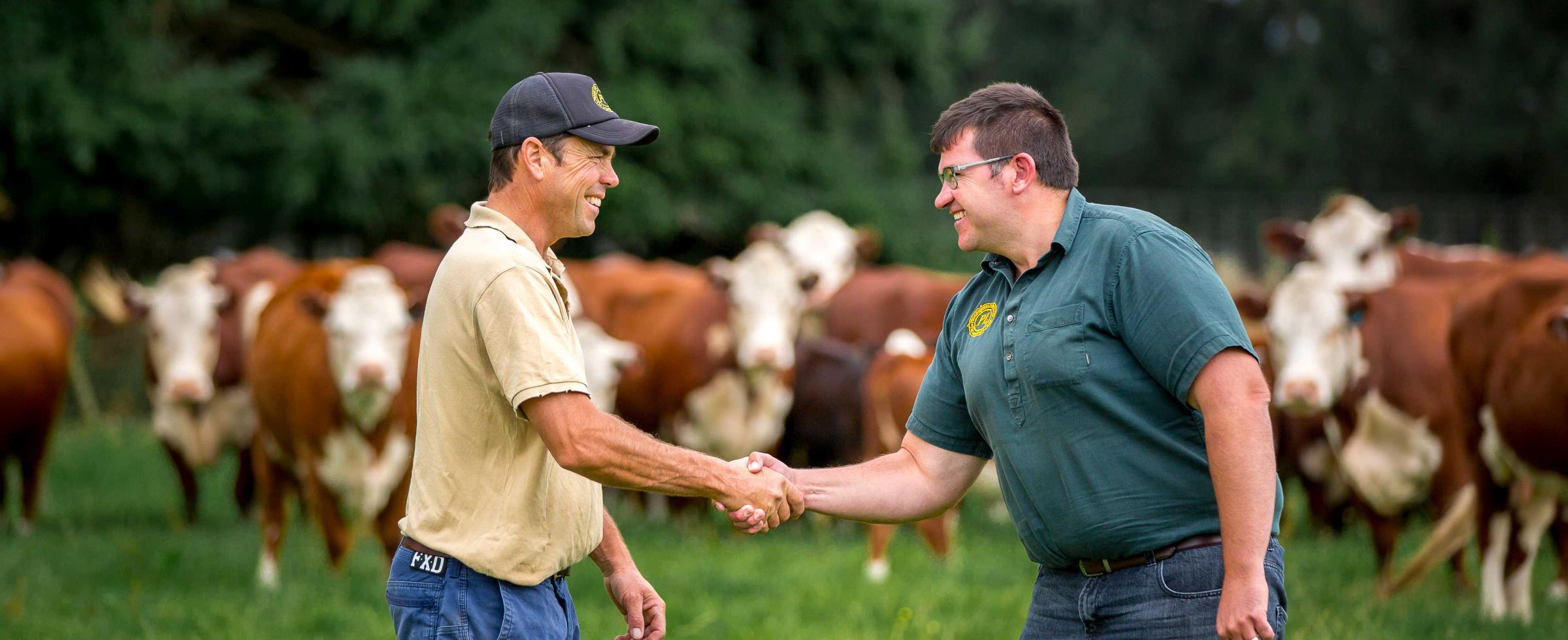 Progressive Livestock NZ Dairy Livestock agents buying & selling